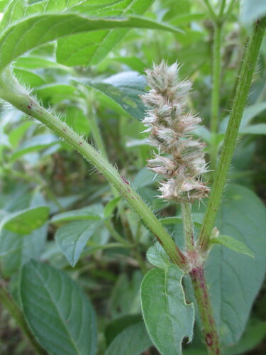 Image of Cyathula orthacantha by no rights reserved