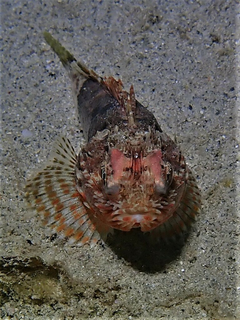 Little gurnard perch (Maxillicosta scabriceps) — Neosebastidae