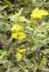Psiadia salviifolia image