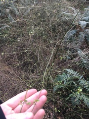 Teucrium parvifolium