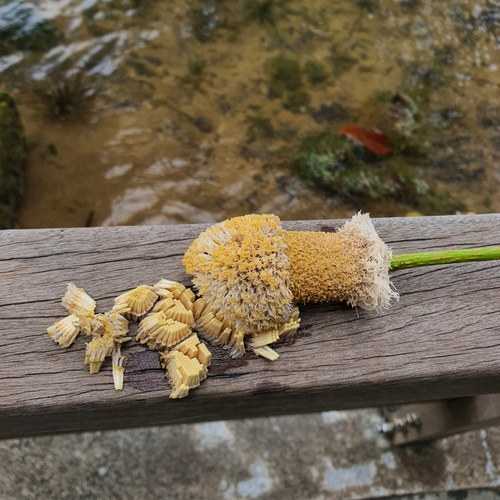 Image of Parkia speciosa by (c) pbsg, some rights reserved (CC BY)
