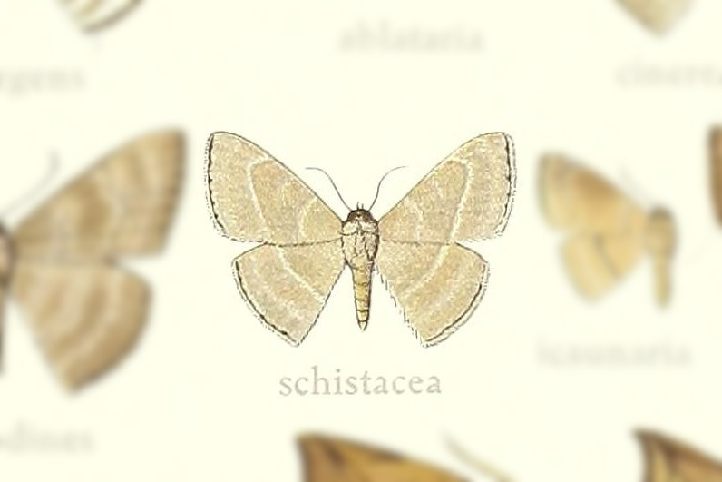 Entogonia schistacea