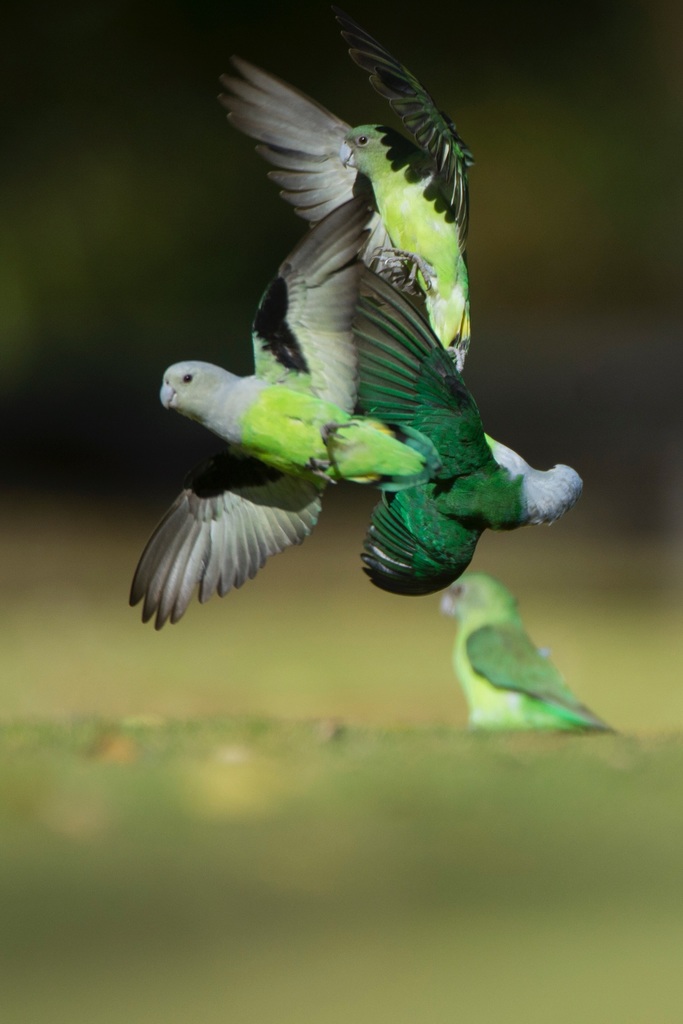Grey-Headed Lovebird