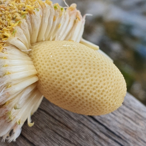 Image of Parkia speciosa by (c) pbsg, some rights reserved (CC BY)