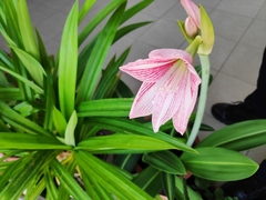 Hippeastrum reticulatum striatifolium
