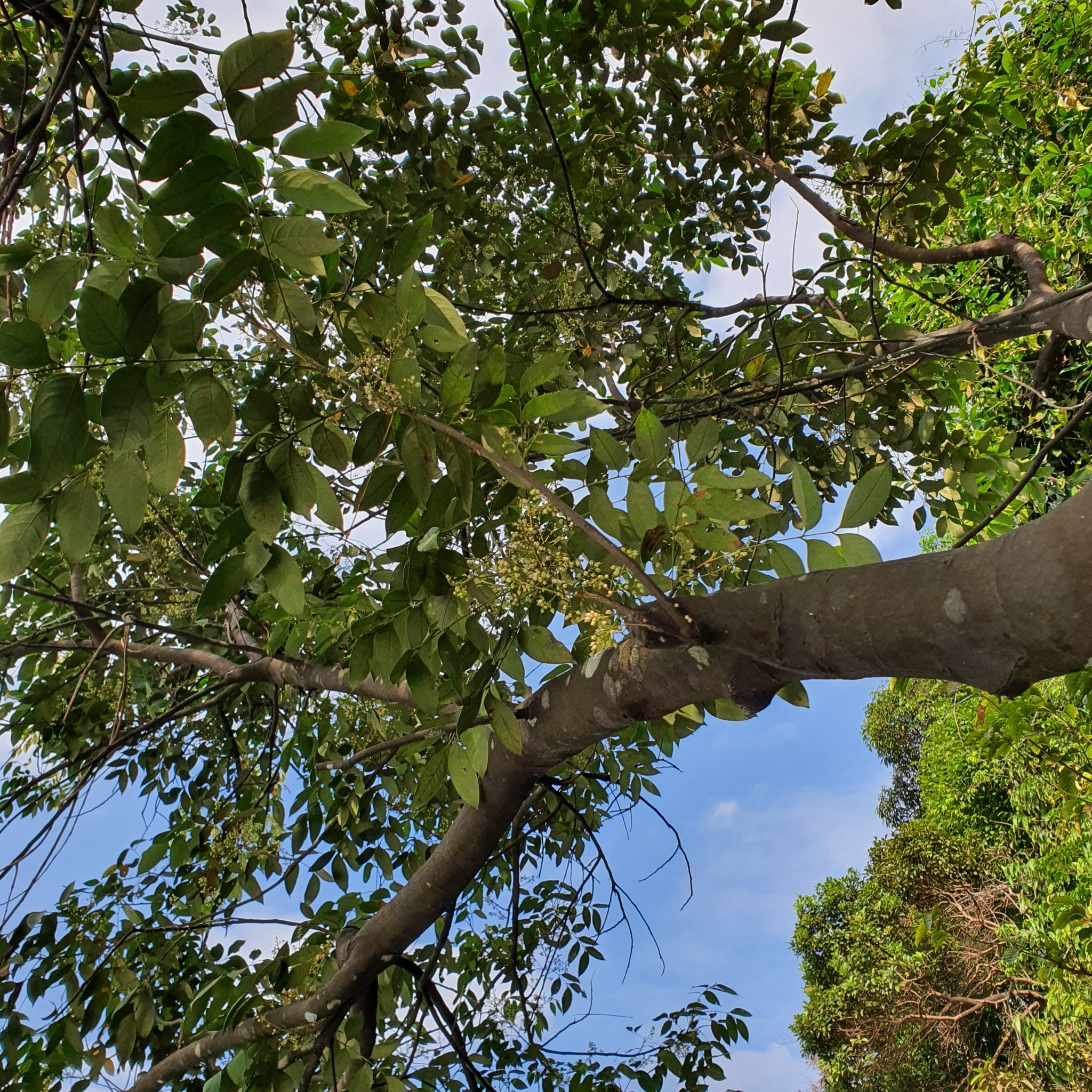 Guioa Pubescens (Guioa pubescens)