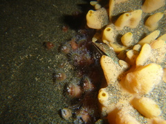 Corynactis australis