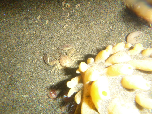 Petrolisthes novaezelandiae
