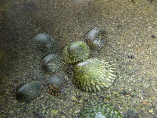 Notoacmea pileopsis