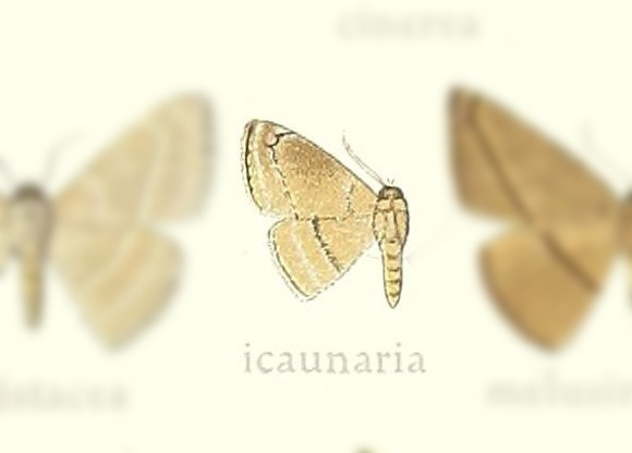 Entogonia icaunaria