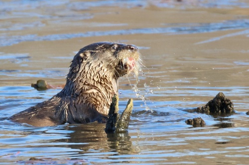 North American River Otter photographed in Virginia