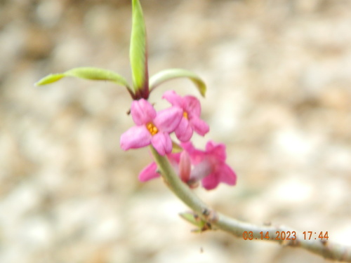 Daphne mezereum