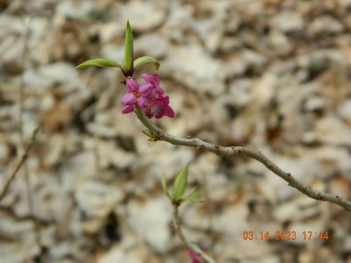 Daphne mezereum