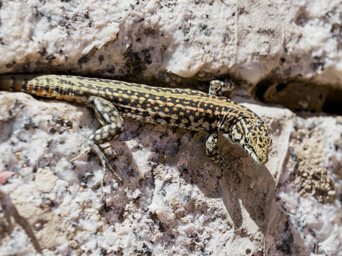 Guadarrama Wall Lizard, Madrid, España, photo 10 of 10
