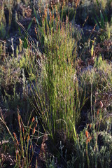 Thamnochortus gracilis