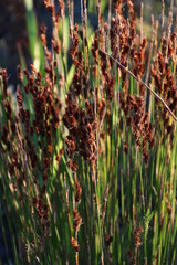 Thamnochortus gracilis
