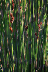 Thamnochortus gracilis