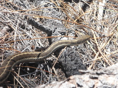 Thamnophis errans