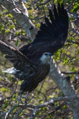 Haliaeetus vociferoides
