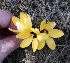 Ixia maculata
