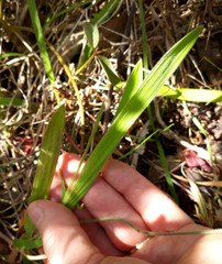 Babiana angustifolia