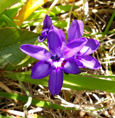 Babiana angustifolia