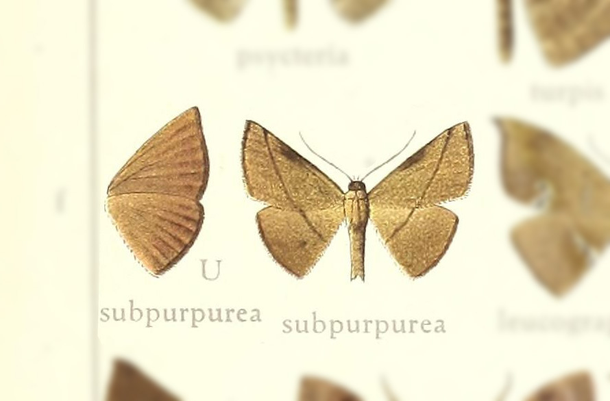 Leptoctenopsis subpurpurea