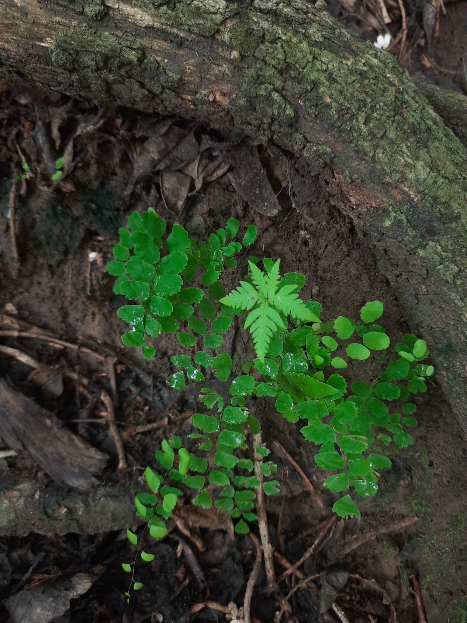 Adiantum deflectens