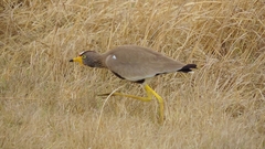 Vanellus senegallus