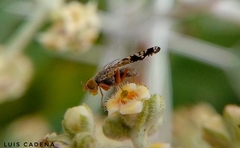 Neotephritis finalis