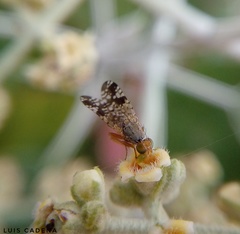 Neotephritis finalis