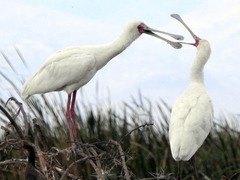 African Spoonbill photo 5