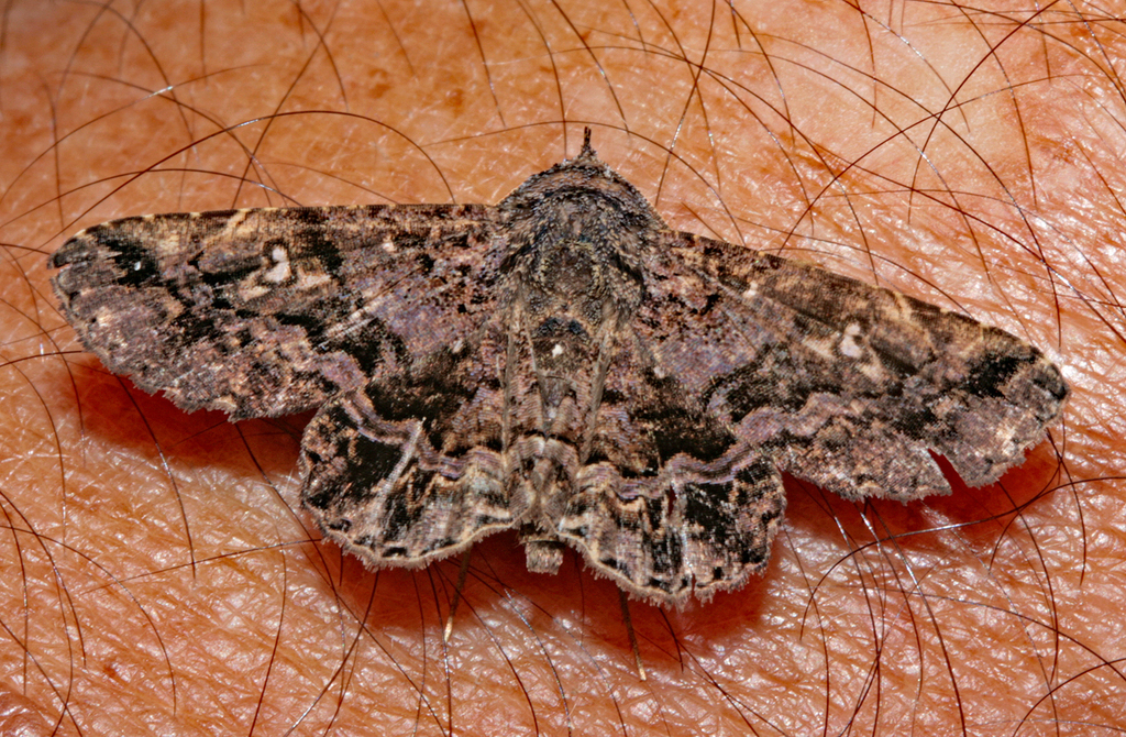 Helia homopteridia