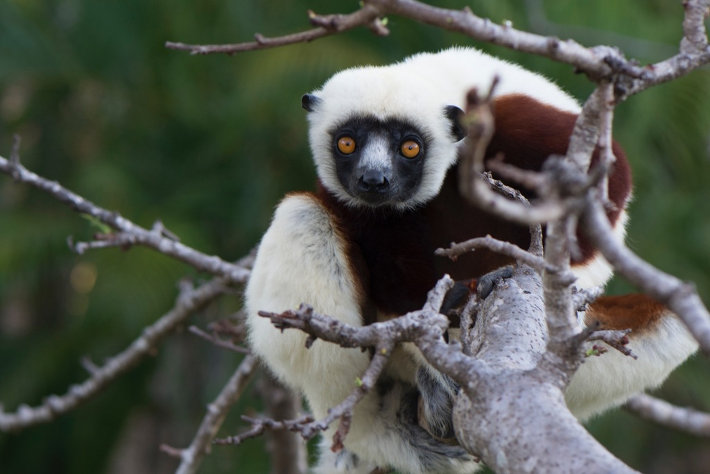 Coquerel's Sifaka in September 2015 by Cédric de Foucault · iNaturalist