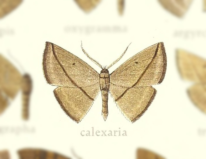 Leptoctenopsis calexaria