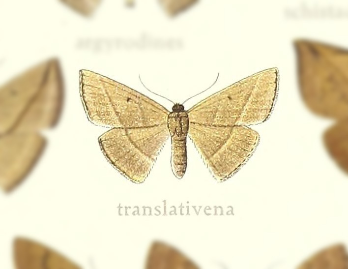 Leptoctenopsis translativena