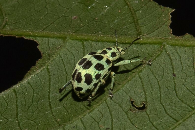 Cydianerus ornatus