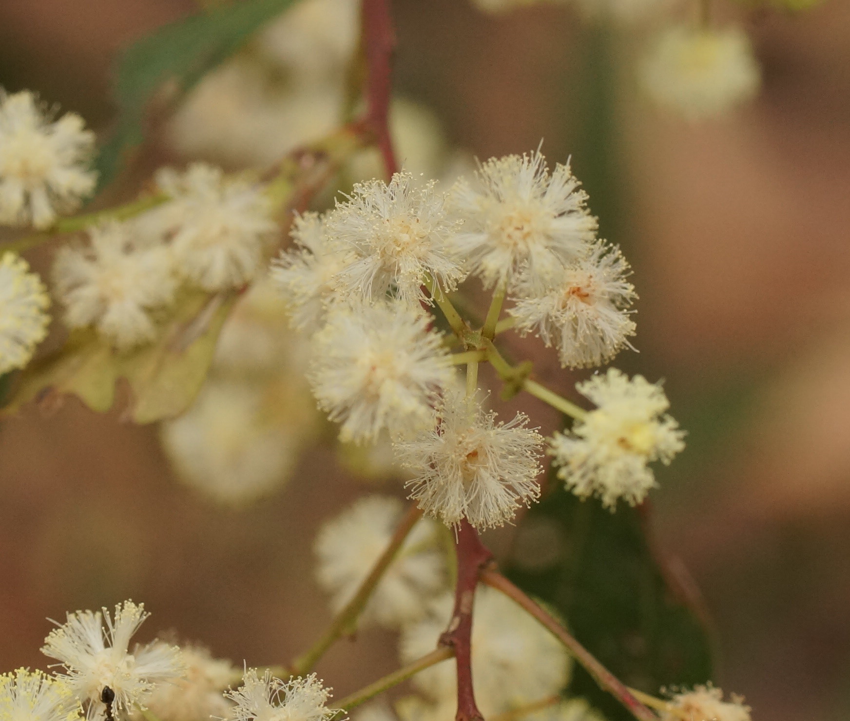 Acacia binervata