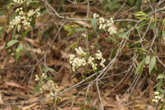 Acacia binervata