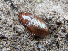 Amara fulva