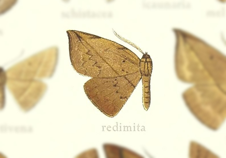 Leptoctenopsis redimita