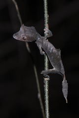 Leaf-Tailed Gecko photo 2