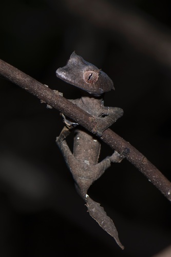 Spearpoint Leaf-tail Gecko