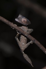 Leaf-Tailed Gecko photo 4