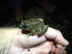 Limnonectes conspicillatus