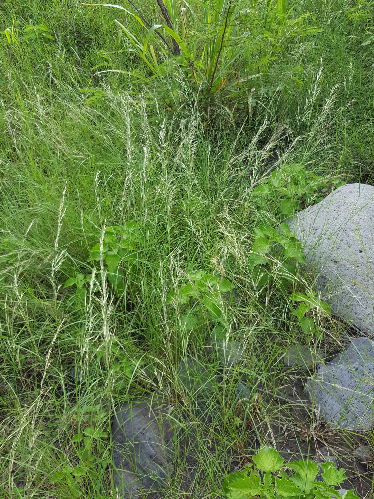 (c) François Rousseu, certains droits réservés (CC BY-NC) https://www.inaturalist.org/observations/151218128