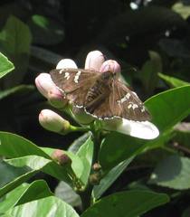 Apyrrothrix araxes