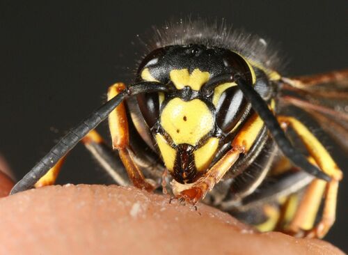 Cuckoo Wasp
