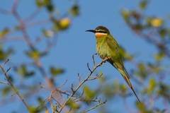 Merops superciliosus