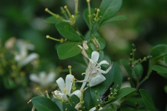 Thomisus okinawensis